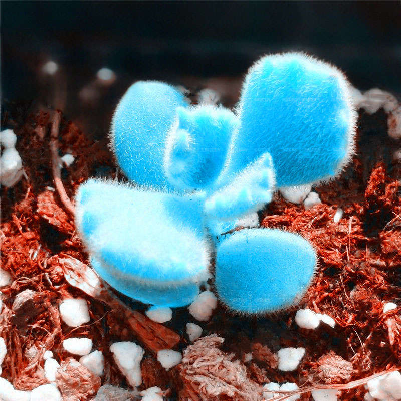 Egrow 100Pcs/Bag Mini Blue Lithops Seeds Rare Succulent Potted Bonsai Flower Se