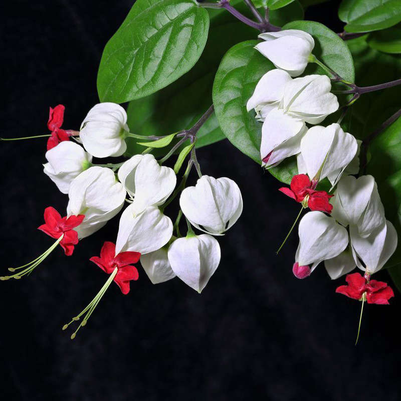 Egrow 20Pcs Clerodendrum thomsonae Balf Seeds Rare Flower Garden Bonsai Seeds