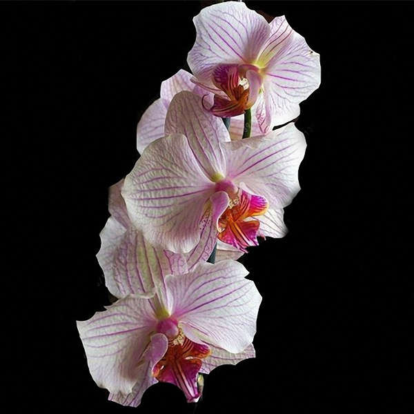 Egrow 100Pcs/Bag Cymbidium Orchid Seeds Butterfly Orchid Plant Flower Seeds Cym