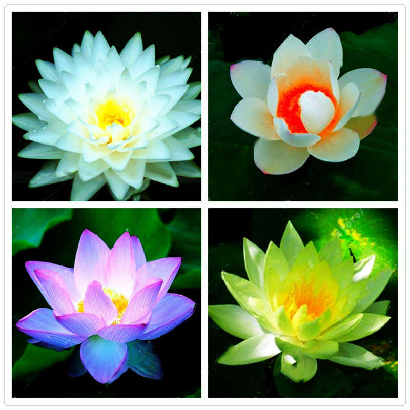 Egrow Lotus Flower Seeds Aquatic Plants Bonsai Lotus Seeds Perennial Plant for