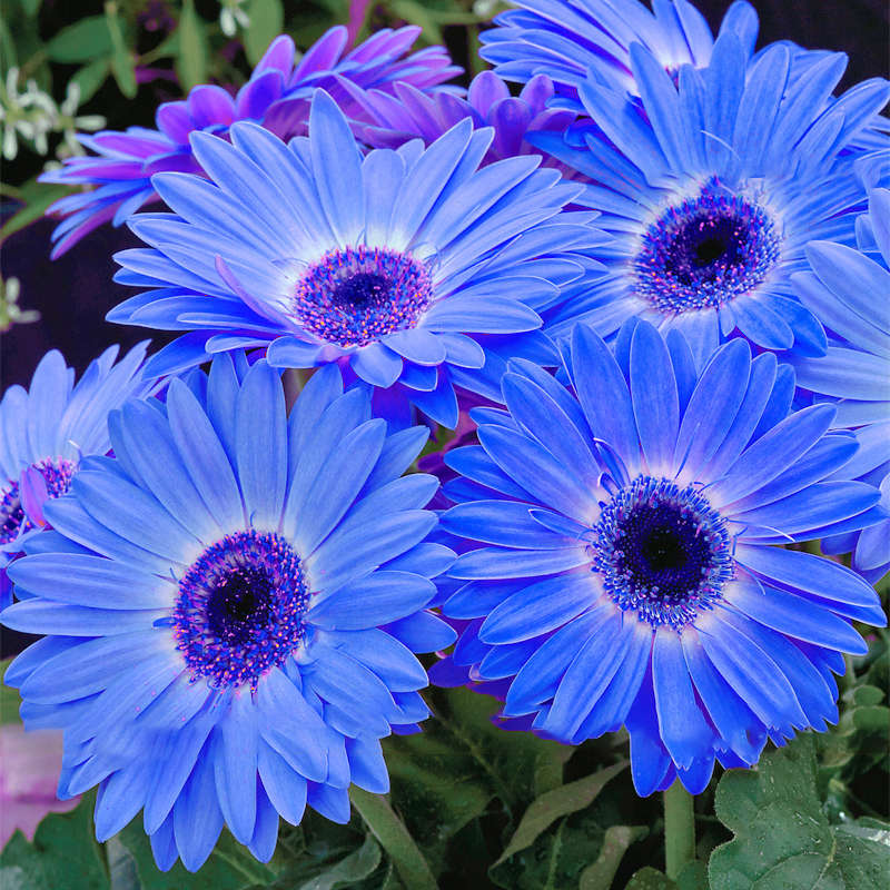 Egrow 100Pcs/Pack Gerbera Daisy Seeds Majorette Blue Halo Fragrant Bellis Flowe