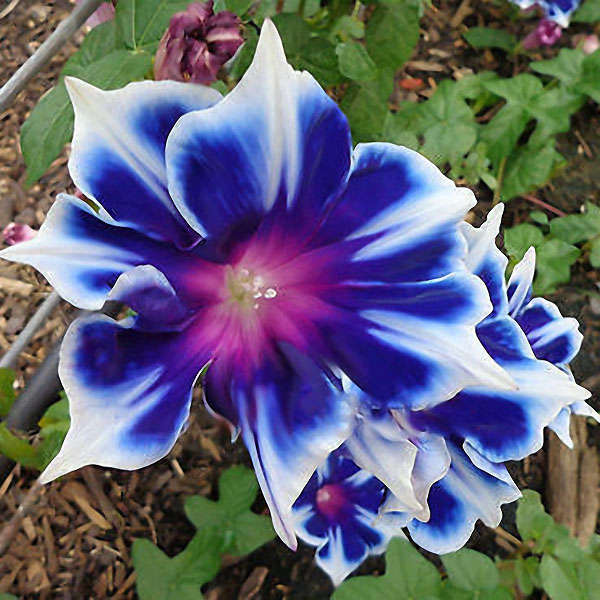 Egrow 100Pcs/Bag Morning Glory Seeds Blue Glory Fragrant Garden Climbing Flower