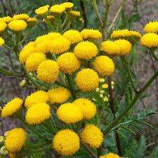 Moroccan Chamomile Essential Oil10 ml (1/3 oz). 100% Pure, Undiluted - SCENTSHILL