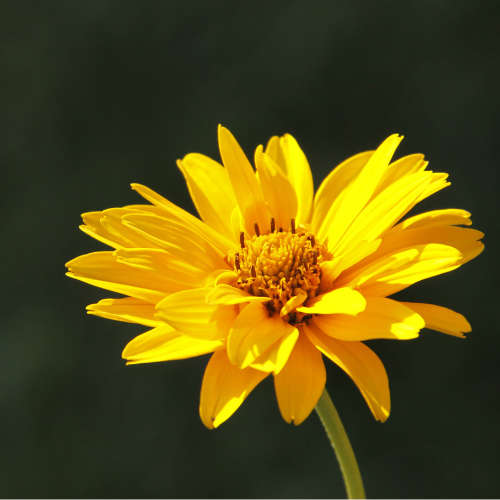 Arnica Herbasol - 50ml