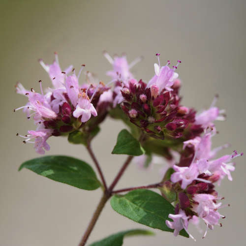 Marjoram Essential Oil - 10ml