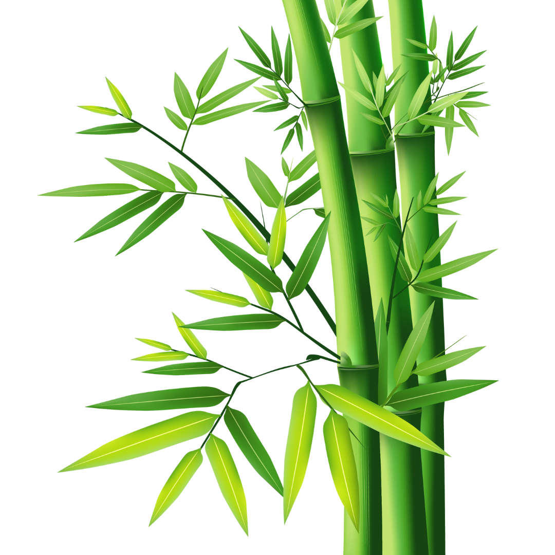 Bamboo Leaf Extract - 50ml