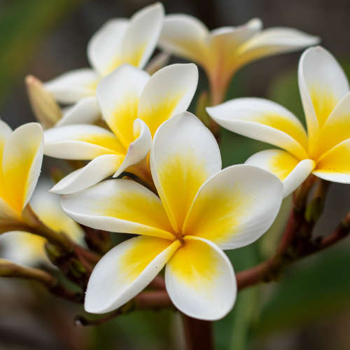 Frangipani Fragrance Oil - 10ml