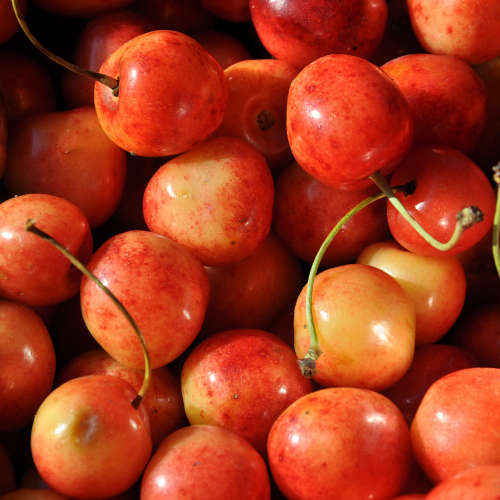 Royal Ann Cherries Fragrance Oil - 500ml