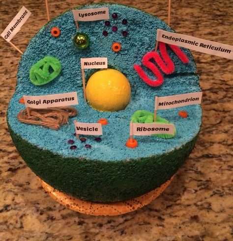 Animal Cell Model