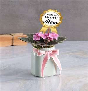 Mothers Day African Violet Plant