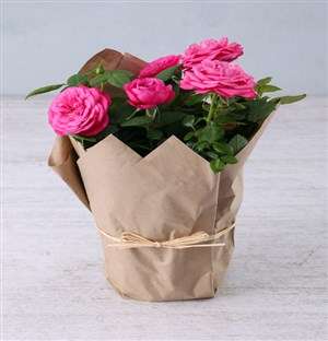 Cerise Rose Bush in Craft Paper