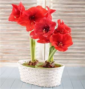 Amaryllis Plant Duo