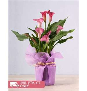 Pink Zantedeschia Plant