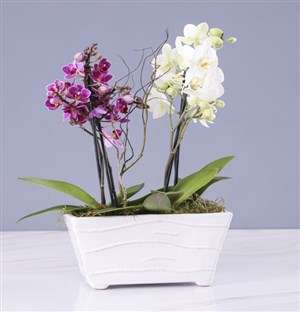 Pink And White Orchids In A Ceramic Tub