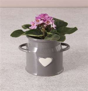 African Violet In Milk Can