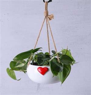 Red Heart Leaf Pot Plant