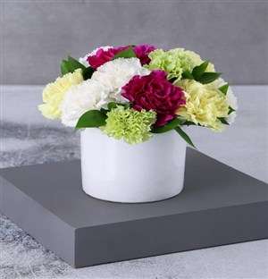 Classy And Colourful Carnations