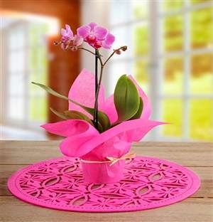 Shell Midi Phalaenopsis Orchid Wrapped in Pink