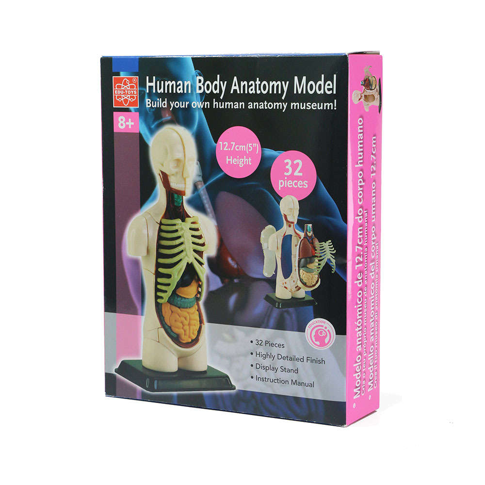 Edu-Toys - Human Anatomy Model - 32pcs 12.7cm