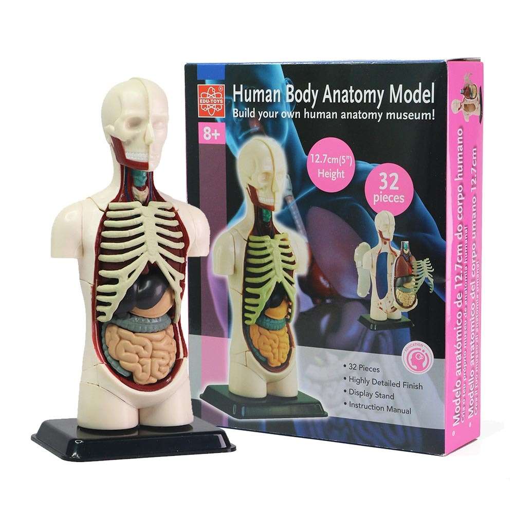 Edu-Toys - Human Anatomy Model - 32pcs 12.7cm