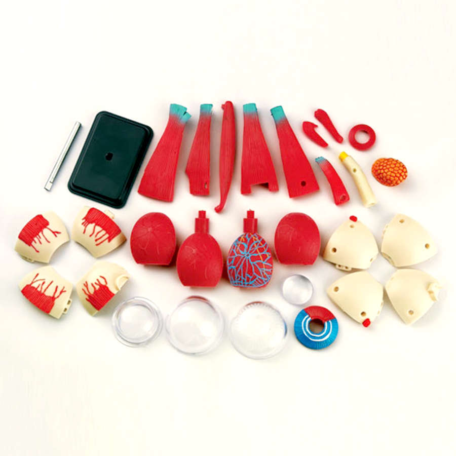 Greenbean - Anatomy Model - Eyeball - 31pcs