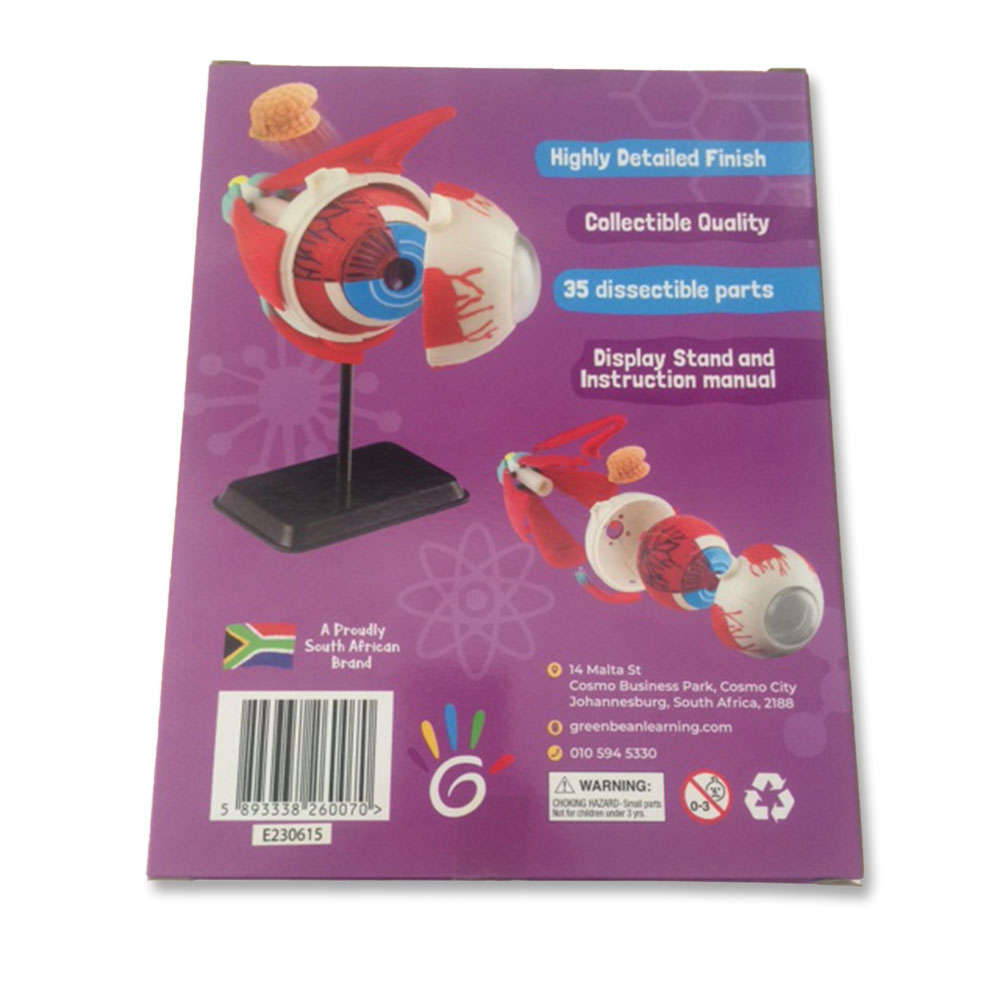 Greenbean - Anatomy Model - Eyeball - 31pcs