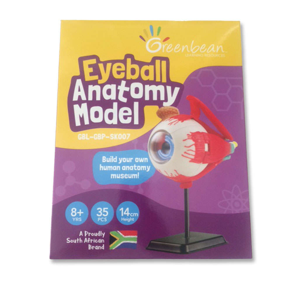 Greenbean - Anatomy Model - Eyeball - 31pcs