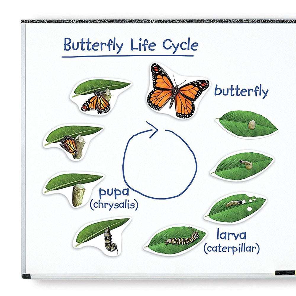 Learning Resources - Giant Magnetic Butterfly Life Cycle: Classroom Science Demo Set