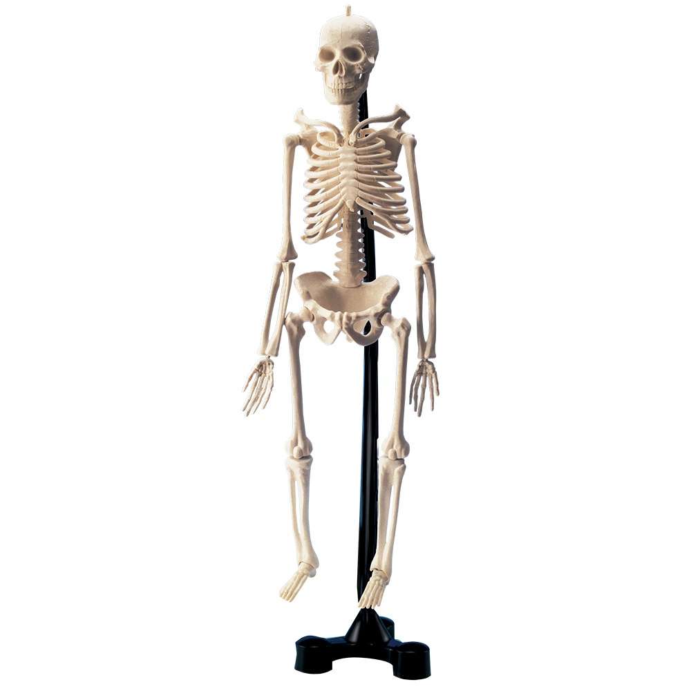 Greenbean - Mini Skeleton