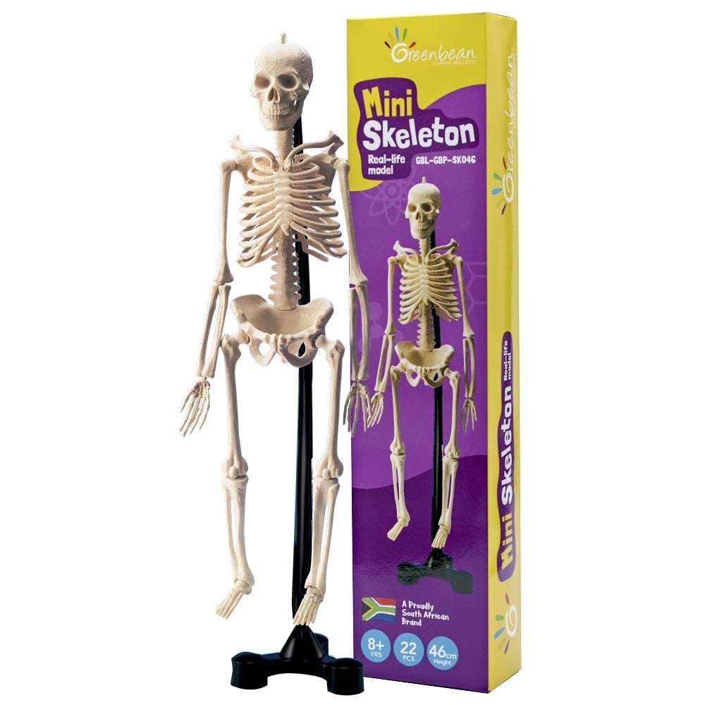 Greenbean - Mini Skeleton