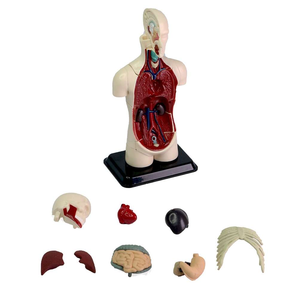 Edu-Toys - Human Anatomy Model - 32pcs 12.7cm