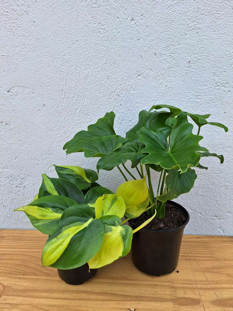 Beginners Combo # 1 (Philodendron Selloum & Brazil Philodendron)