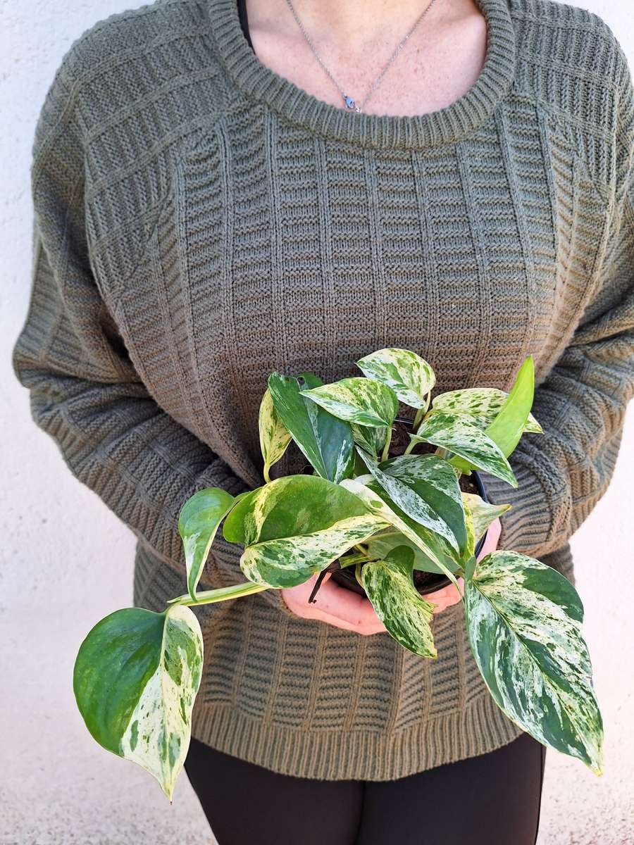 Marble Queen (Epipremnum aureum Marble Queen)