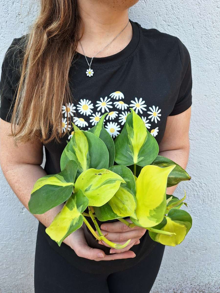 Beginners Combo # 1 (Philodendron Selloum & Brazil Philodendron)