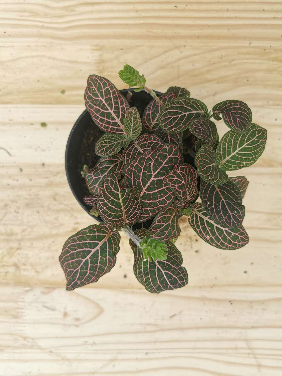 Nerve plants 'Fittonia albivenis' 12 cm