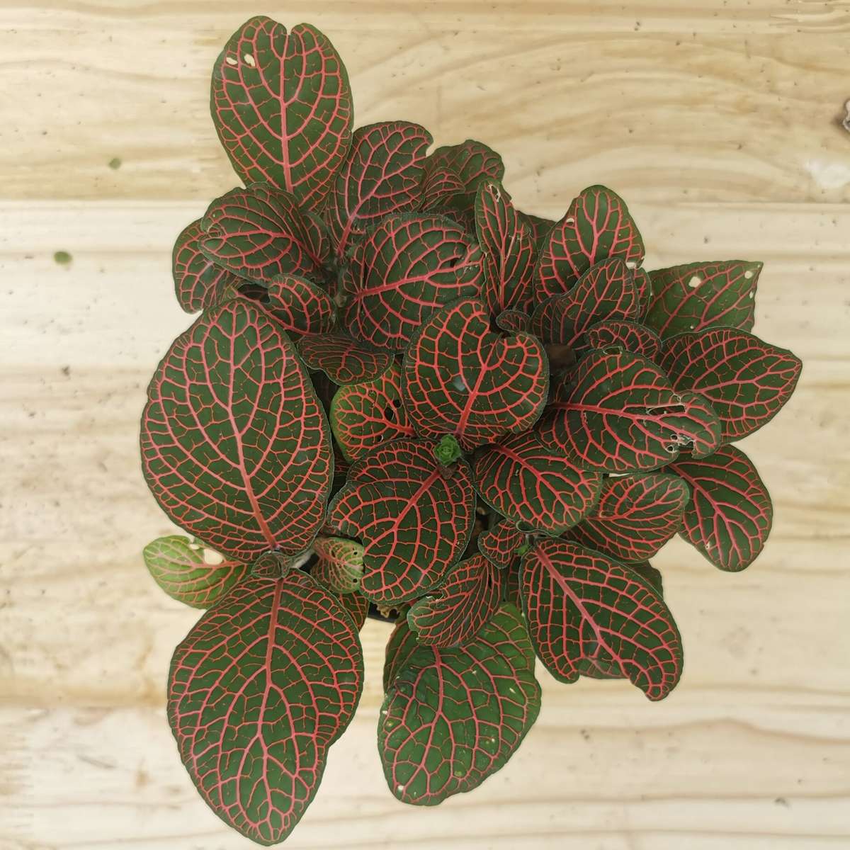 Nerve plants 'Fittonia albivenis' 12 cm