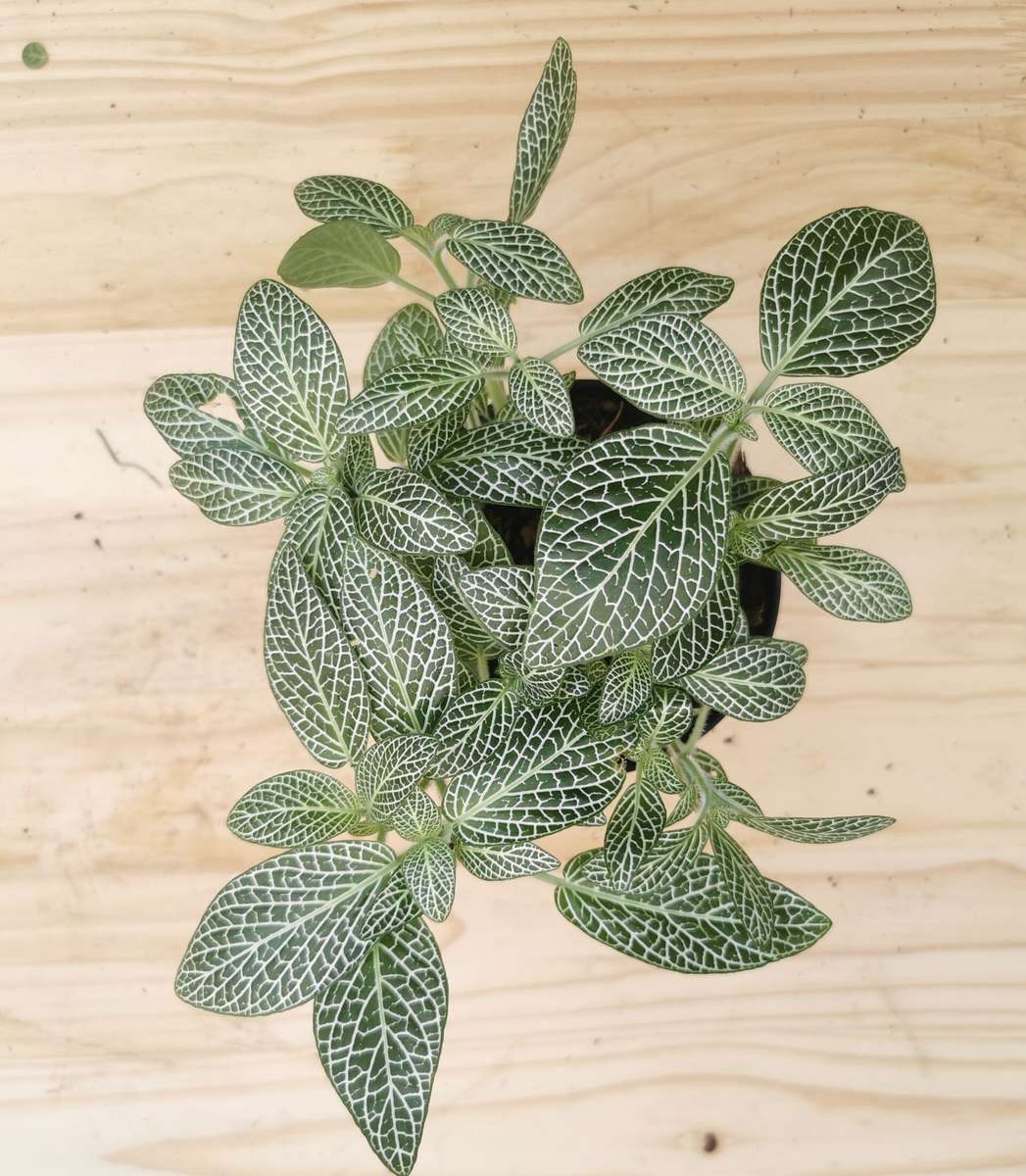 Nerve plants 'Fittonia albivenis' 12 cm