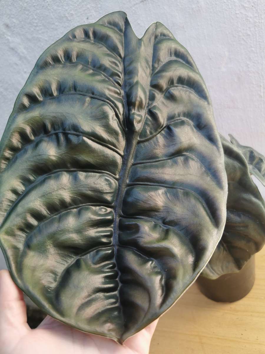 Red Secret (Alocasia Cuprea) 14 cm