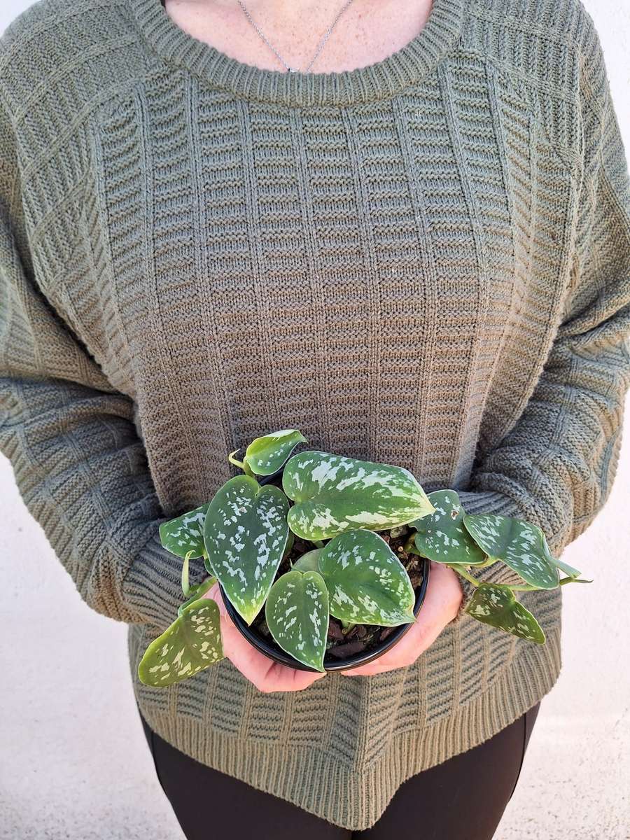Satin Pothos Scindapsus pictus 'argyraeus' 12cm