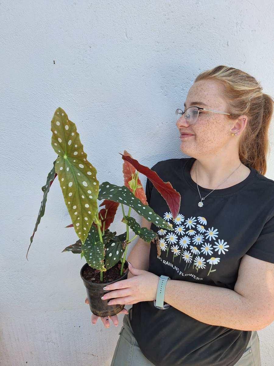 Polka Dot Begonia 'Begonia Maculata' 14-16.5cm