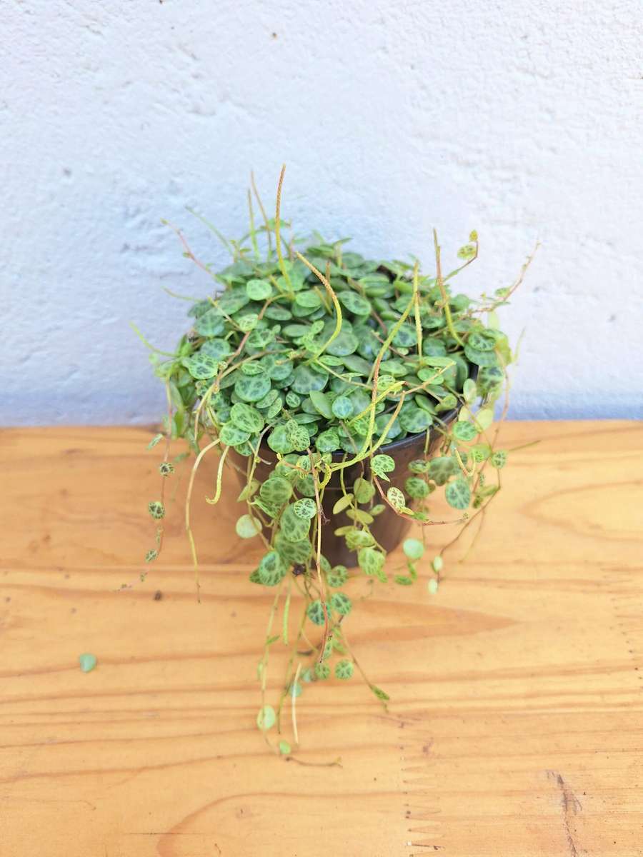 String of Turtles (Peperomia Prostrata) 12cm