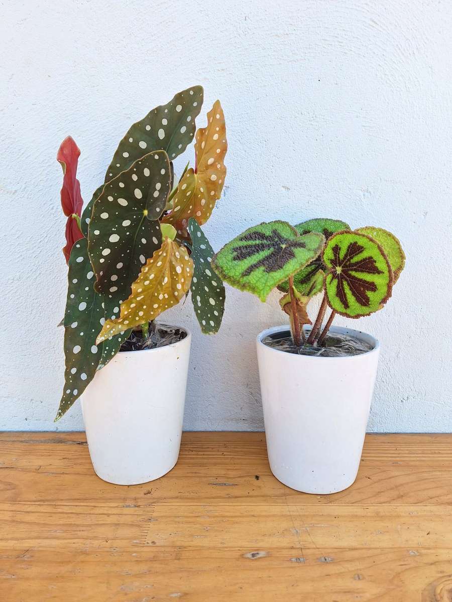 New Begonia Babes Combo