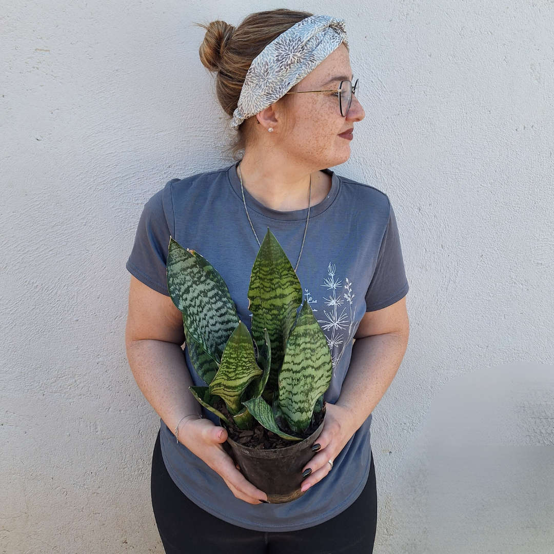 Snake plant (Sanseveria robusta) | Indoor Plants | Low Maintenance Plants