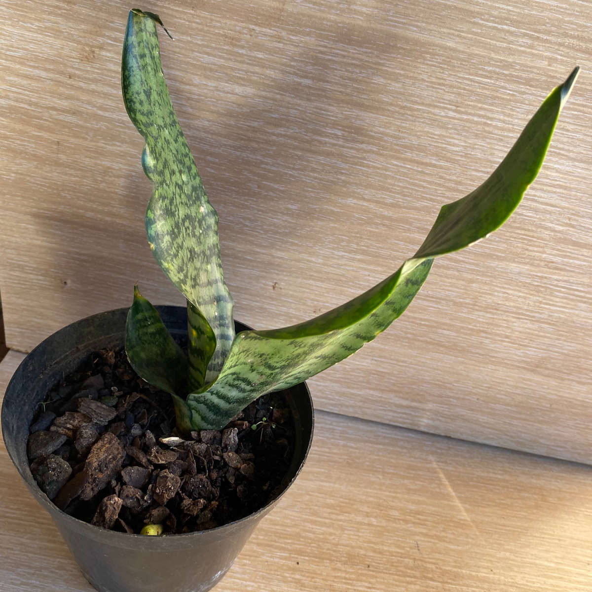 Snake plant (Sanseveria robusta) | Indoor Plants | Low Maintenance Plants