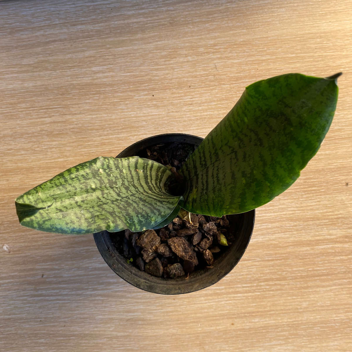 Snake plant (Sanseveria robusta) | Indoor Plants | Low Maintenance Plants