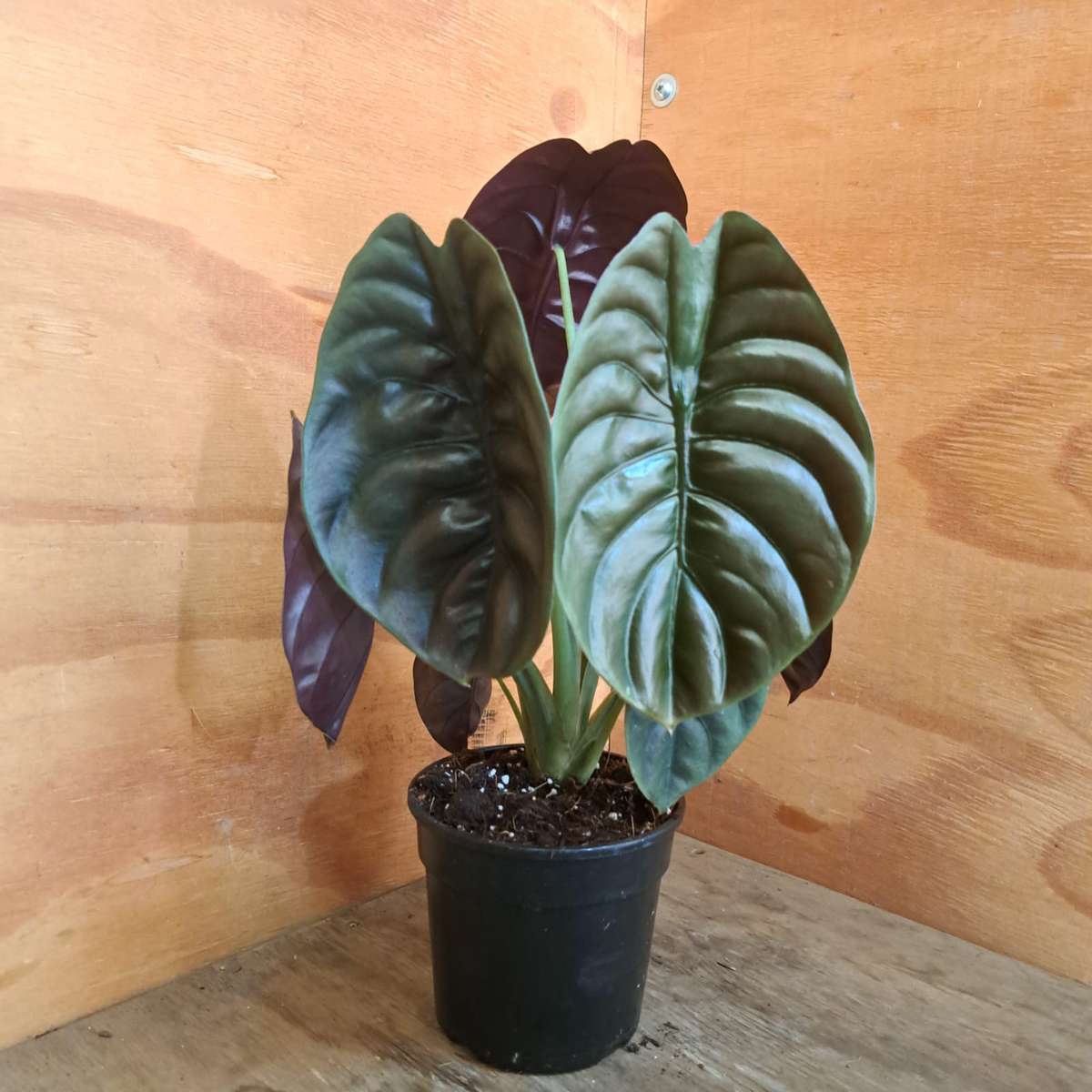 Red Secret (Alocasia Cuprea) 14 cm