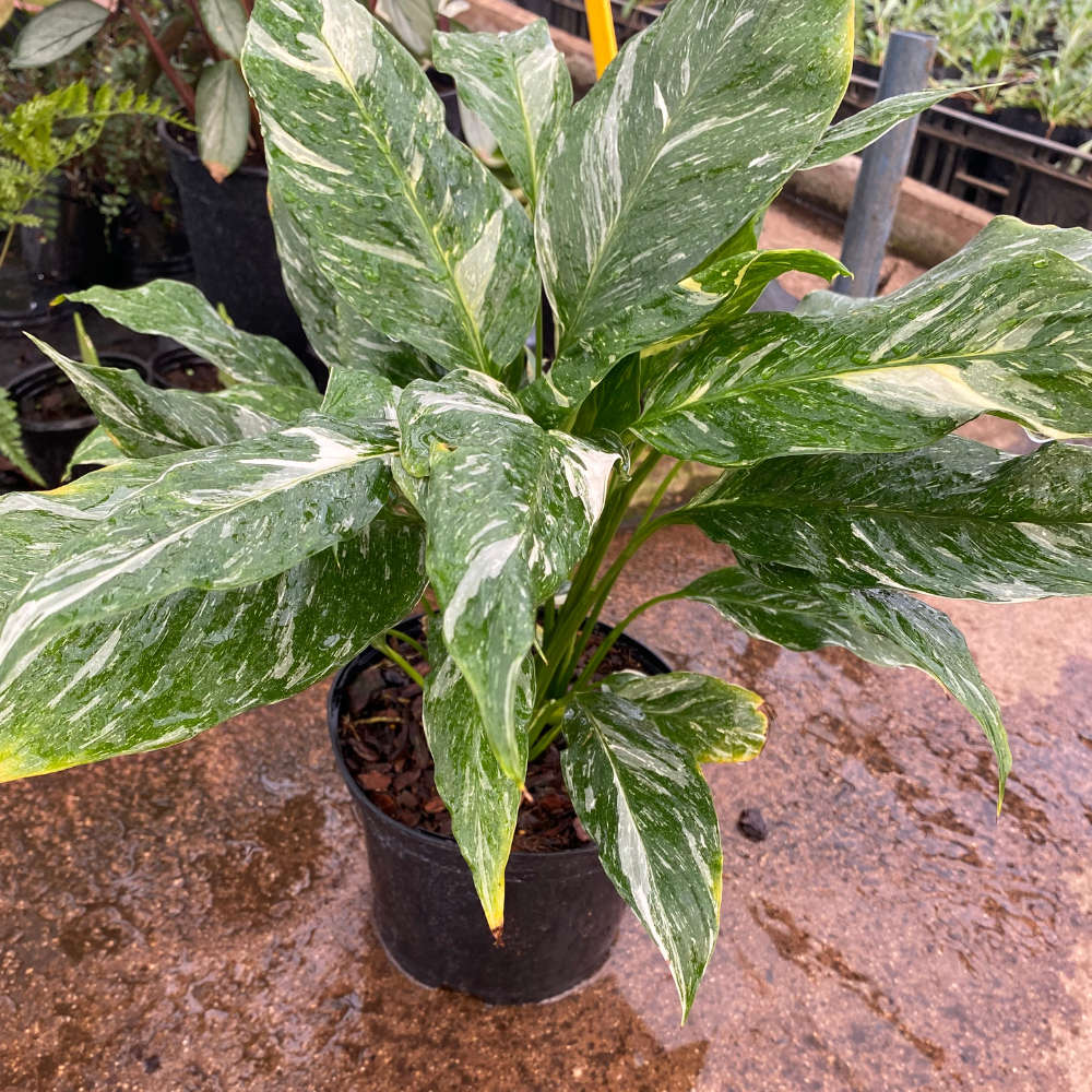 hawaiian palm plant Brighamia Insignis For Sale Online | Hawaii-Palm Plant main image 1