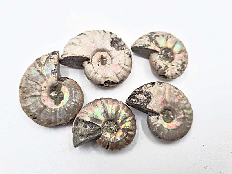 Mini Ammonite Opalized Rough Fossil (Approx 3cm)
