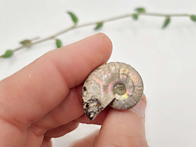 Mini Ammonite Opalized Rough Fossil (Approx 3cm)