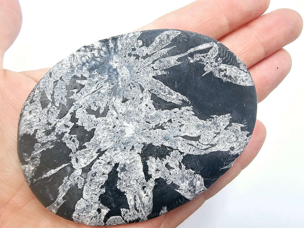 Chrysanthemum Fossil Stone E (99g)